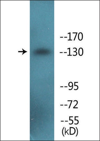 Merck Anti-phospho-IRS-1 (pSer307) antibody produced in rabbit