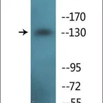 Merck Anti-phospho-IRS-1 (pSer307) antibody produced in rabbit