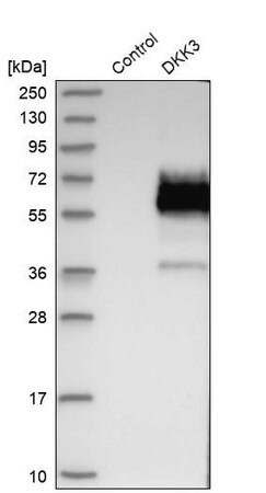 Merck Anti-DKK3 antibody produced in rabbit
