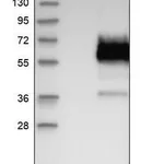Merck Anti-DKK3 antibody produced in rabbit