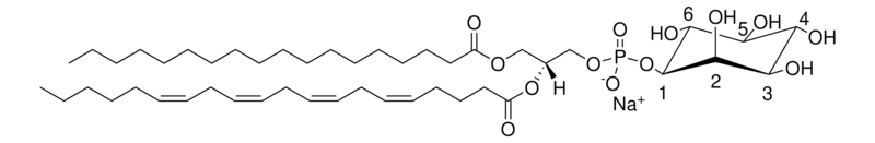 Merck Liver PI