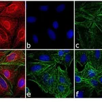 Thermo Fisher Scientific Donkey anti-Rat IgG (H+L) Cross-Adsorbed Secondary Antibody, DyLight 680