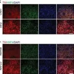 Thermo Fisher Scientific Goat anti-Mouse IgG (H+L) Secondary Antibody, FITC