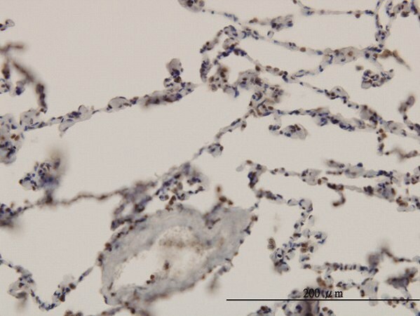 Merck Monoclonal Anti-ARNT antibody produced in mouse