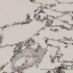 Merck Monoclonal Anti-ARNT antibody produced in mouse