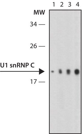 Merck Anti-U1 snRNP C (U1C) antibody, Rat monoclonal