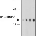Merck Anti-U1 snRNP C (U1C) antibody, Rat monoclonal