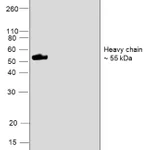 Thermo Fisher Scientific Goat anti-Human IgG (Heavy chain) Superclonal Secondary Antibody