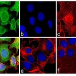 Thermo Fisher Scientific Rabbit anti-Mouse IgG (H+L) Secondary Antibody, FITC
