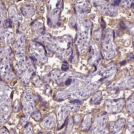 Merck Anti-ENG antibody produced in rabbit