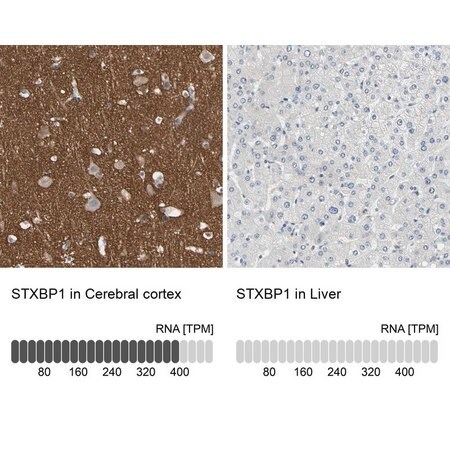 Merck Anti-STXBP1 antibody produced in rabbit