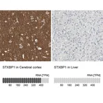 Merck Anti-STXBP1 antibody produced in rabbit
