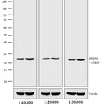 Thermo Fisher Scientific Donkey anti-Rabbit IgG (H+L) Cross-Adsorbed Secondary Antibody, Biotin