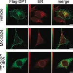 Merck GOAT ANTI-MOUSE IGG (WHOLE MOLECULE)