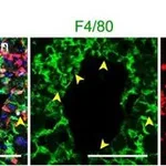Thermo Fisher Scientific Donkey anti-Goat IgG (H+L) Cross-Adsorbed Secondary Antibody, Alexa Fluor 647