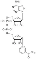 Merck A-NICOTINAMIDE ADENINE DINUCLEOTIDE