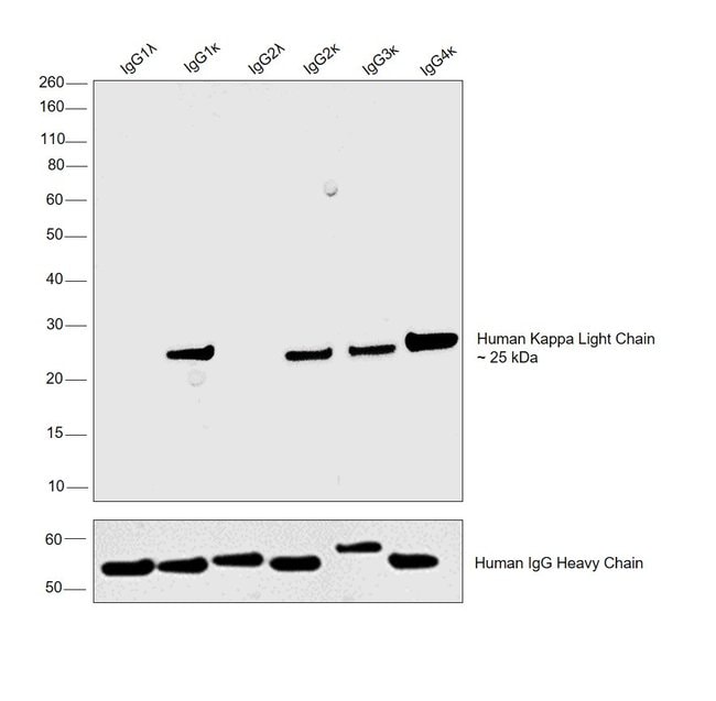 Thermo Fisher Scientific Goat anti-Human Kappa Light Chain Cross-Adsorbed Secondary Antibody