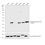 Thermo Fisher Scientific Goat anti-Human Kappa Light Chain Cross-Adsorbed Secondary Antibody