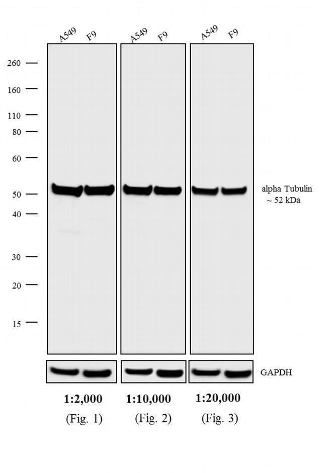 Thermo Fisher Scientific Rabbit anti-Rat IgG (H+L) Secondary Antibody, HRP