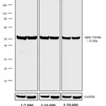 Thermo Fisher Scientific Rabbit anti-Rat IgG (H+L) Secondary Antibody, HRP