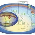 Merck SUPEROXIDE DISMUTASE