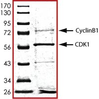 Merck CDK1/CYCLINB1, ACTIVE, GST TAGGED, HUMAN