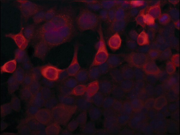 Merck Anti-Importin 5 (N-terminal) antibody produced in rabbit