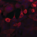 Merck Anti-Importin 5 (N-terminal) antibody produced in rabbit