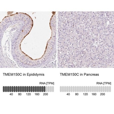 Merck Anti-TMEM150C antibody produced in rabbit