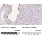 Merck Anti-TMEM150C antibody produced in rabbit