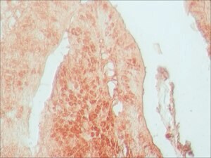 Merck RABBIT ANTI-AP1 (DJUN), AFFINITY &