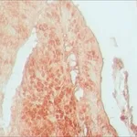 Merck RABBIT ANTI-AP1 (DJUN), AFFINITY &