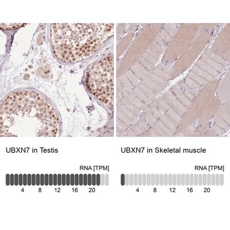 Merck Anti-UBXN7 antibody produced in rabbit