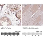 Merck Anti-UBXN7 antibody produced in rabbit