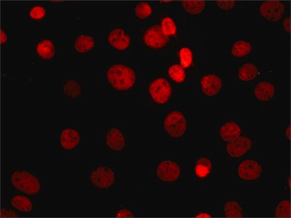 Merck Anti-Sirt1 antibody, Mouse monoclonal
