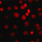 Merck Anti-Sirt1 antibody, Mouse monoclonal