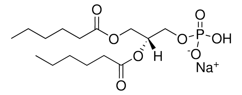 Merck 06:0 PA