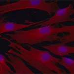 Merck Anti-beta-Tubulin IV antibody, Mouse monoclonal