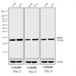 Thermo Fisher Scientific Goat anti-Rabbit IgG Fc Cross-Adsorbed Secondary Antibody, Biotin
