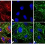 Thermo Fisher Scientific Donkey anti-Rat IgG (H+L) Highly Cross-Adsorbed Secondary Antibody, TRITC