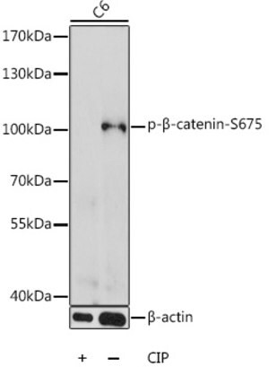 Merck ANTI-PHOSPHO-BETA CATENIN-S675 ANTIBODY&