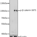 Merck ANTI-PHOSPHO-BETA CATENIN-S675 ANTIBODY&