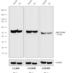 Thermo Fisher Scientific Donkey anti-Rat IgG (H+L) Highly Cross-Adsorbed Secondary Antibody, AP
