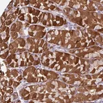 Merck Anti-C2ORF16 antibody produced in rabbit