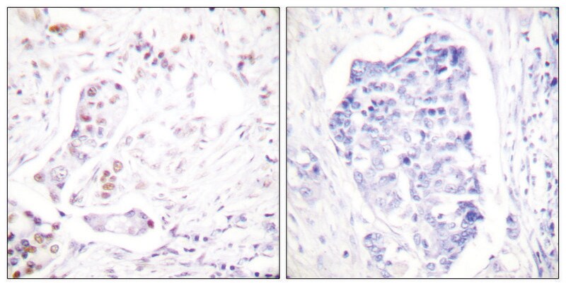 Merck Anti-Cyclin A1 antibody produced in rabbit