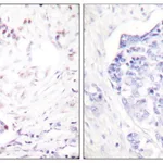 Merck Anti-Cyclin A1 antibody produced in rabbit