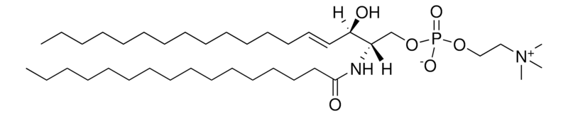 Merck 16:0 SM (d18:1/16:0)