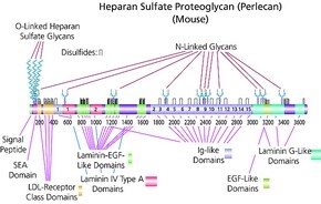 Merck Heparan sulfate proteoglycan,≥400 μg/mL&