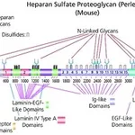 Merck Heparan sulfate proteoglycan,≥400 μg/mL&