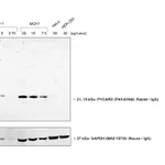 Thermo Fisher Scientific Goat anti-Rabbit IgG (Heavy chain) Superclonal Secondary Antibody, Biotin
